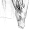 Lesser Kudu, A drawing in pencil by Mavinga
